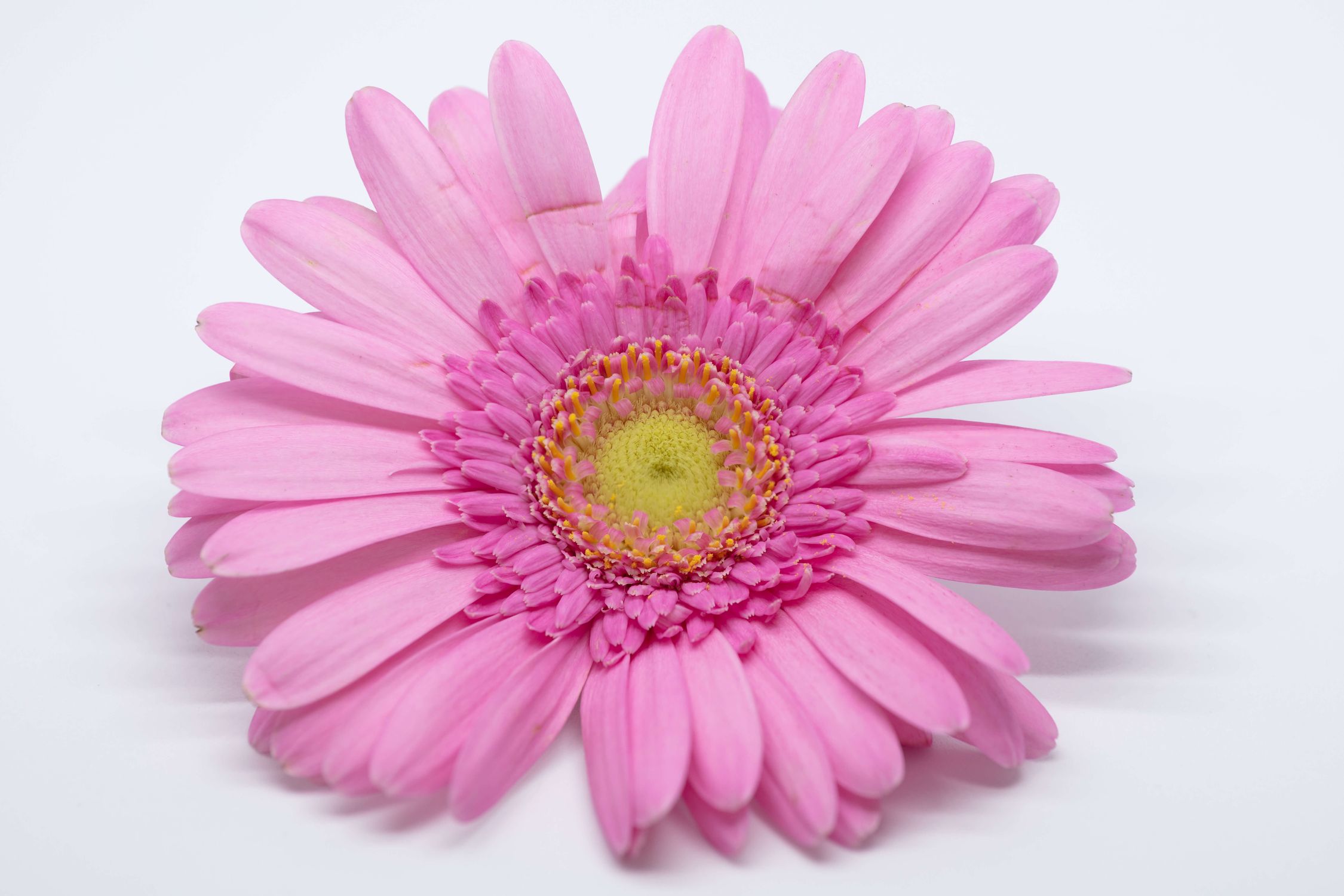 Saisy Pink Barberton Saisy · Free Stock Photo