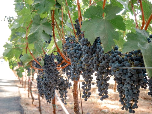 Бесплатное стоковое фото с виноград, виноградник, винодельня