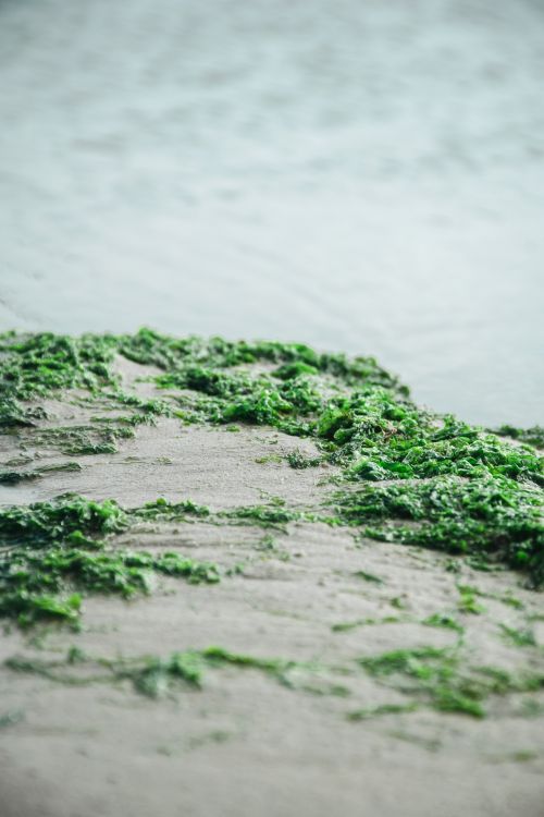 Free Peaceful coastal scene of green seaweed on sandy shore, inviting calm and tranquility. Stock Photo