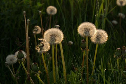 Základová fotografie zdarma na téma detail, flóra, hřiště