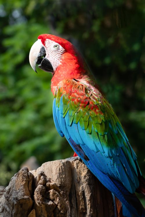 Free Vivid Scarlet Macaw with bright red, blue, and green feathers, perched outdoors in a natural setting. Stock Photo