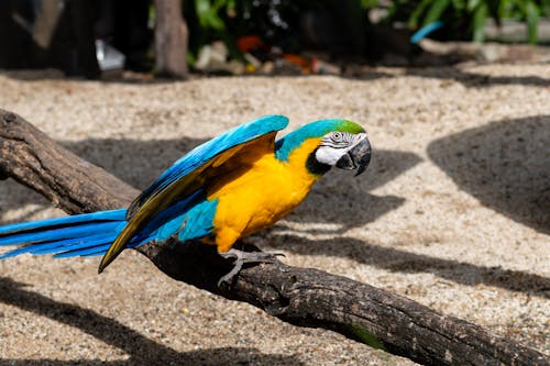 Colorful Parrot on a Beach 