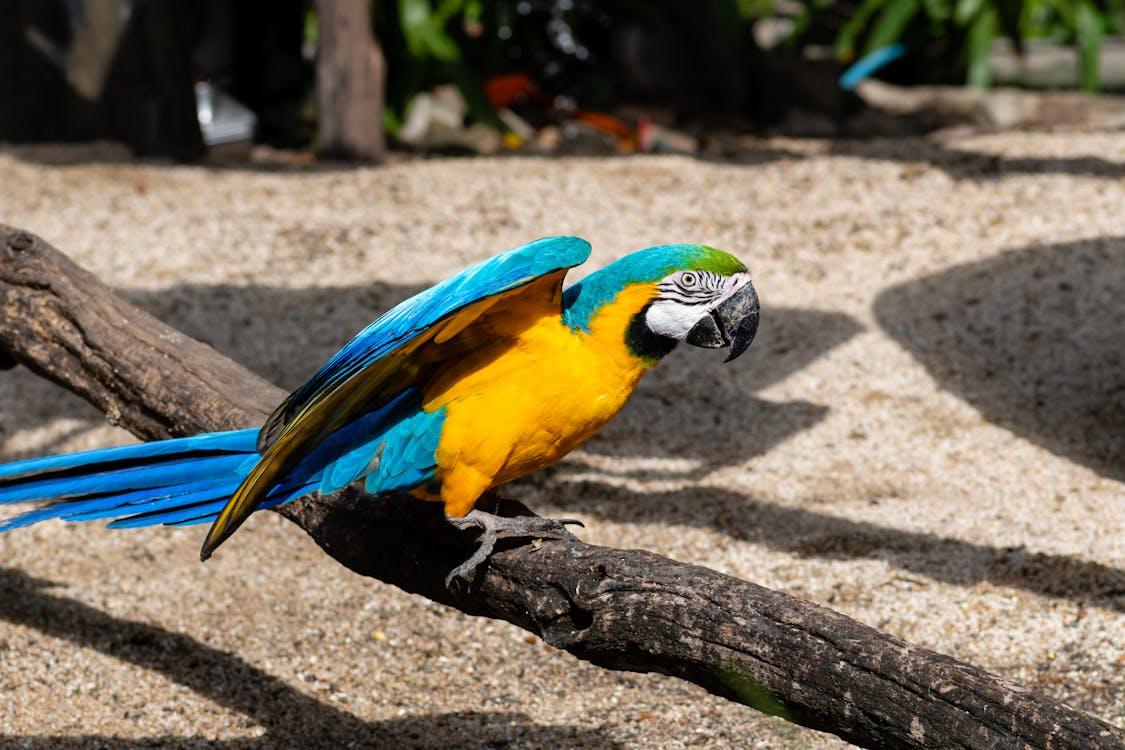 Colorful Parrot on a Beach 