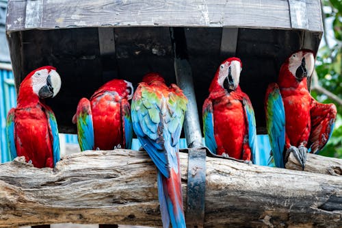 Macaws on Tree Trunk