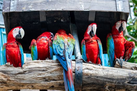 Five colorful Scarlet Macaws with striking red, blue, and green feathers perched on a log.