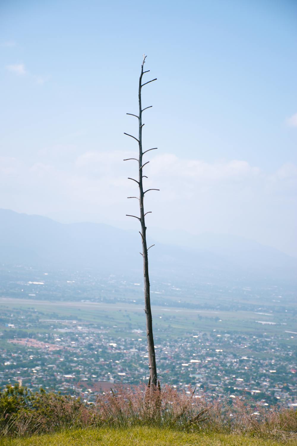 Withered Tree on Hill over Town · Free Stock Photo