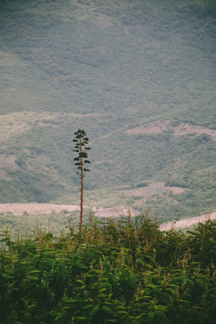 Tree Over Green Bushes