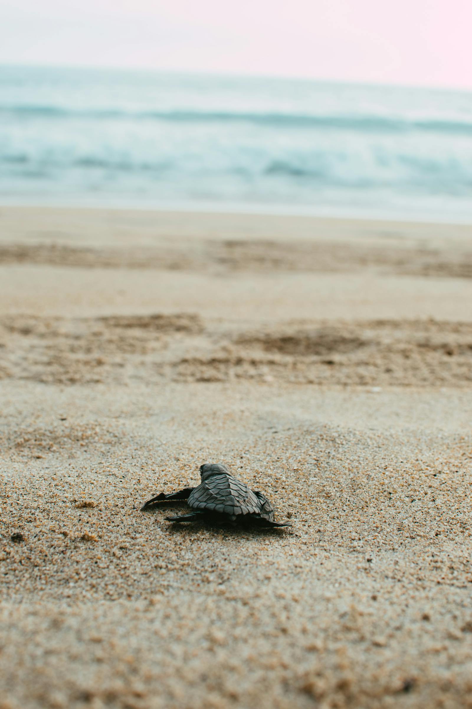 Turtle Hatchling Photos, Download The BEST Free Turtle Hatchling Stock ...