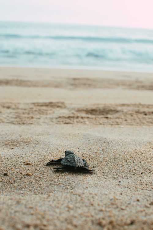 Free A young sea turtle making its way across a sandy beach towards the ocean. Stock Photo