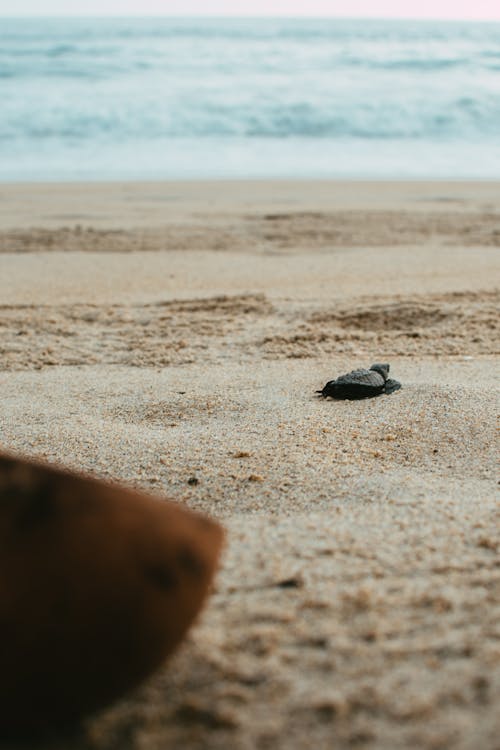 Turtle Hatchling On Beach Free Stock Photo turtle-hatchling-on-beach-free-stock-photo
