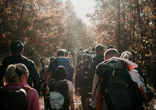 People Hiking in Forest