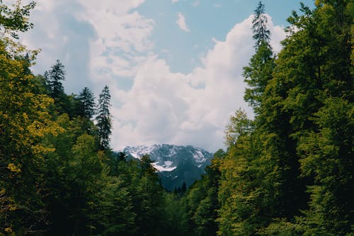Immagine gratuita di alberi, cloud, foresta