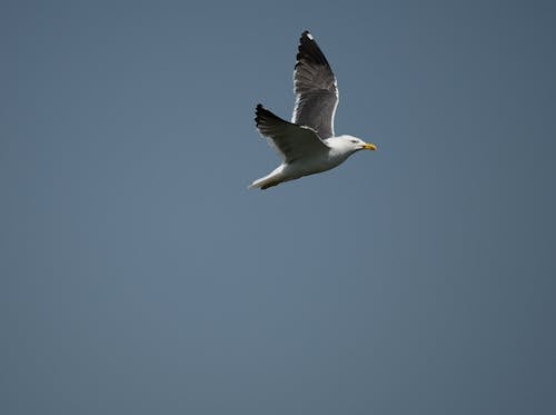 Seagull Flying on Clear Sky