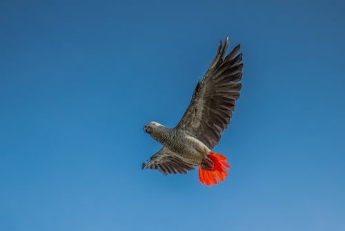Congo Gray Parrot in Flight with Spread Wings