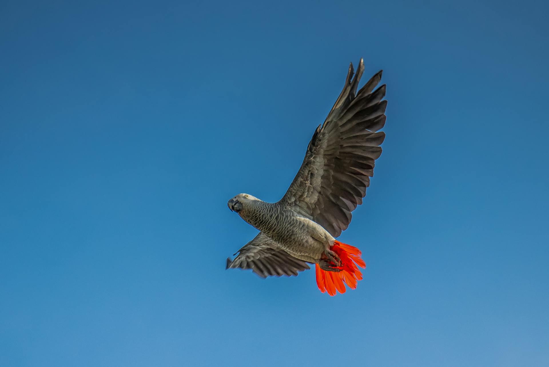 A majestic Congo gray parrot flies gracefully with wings spread wide against a clear blue sky.