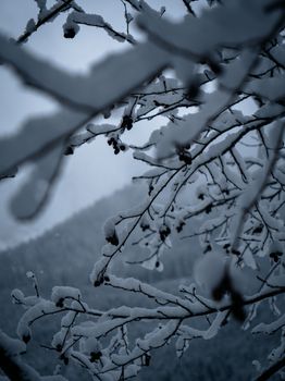 Serene winter scene of snow-laden branches in Kleinarl, capturing the beauty of nature.