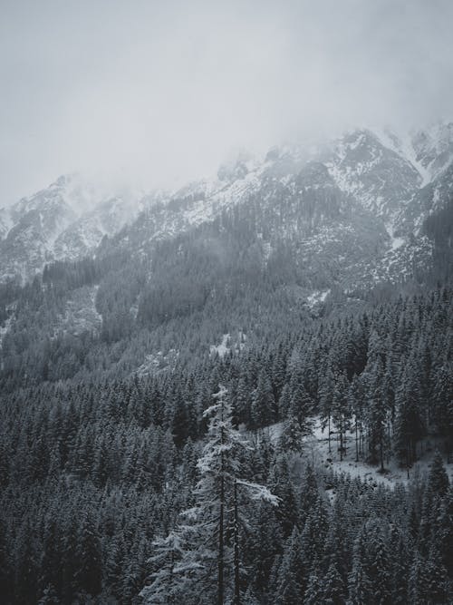 Forest in Winter