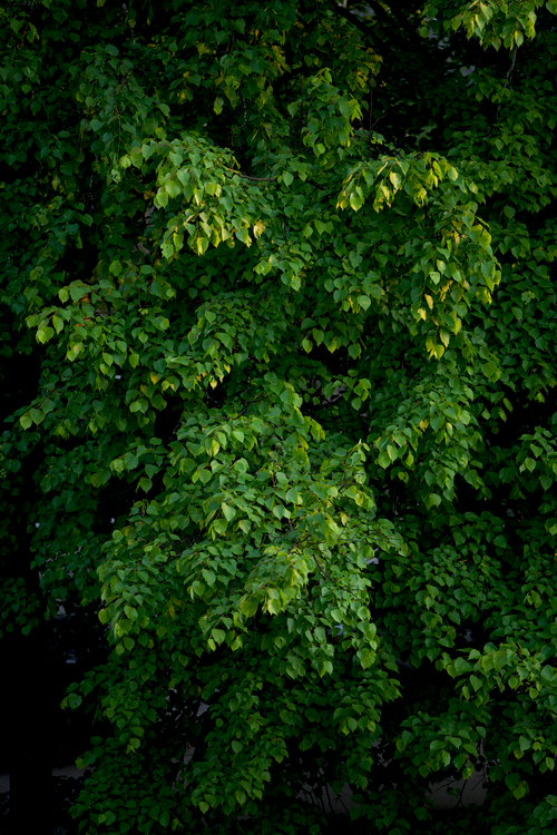 Free Close-up of vibrant green tree leaves in summertime, full of nature's vitality. Stock Photo