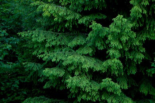 Coniferous Shrubs in a Forest 