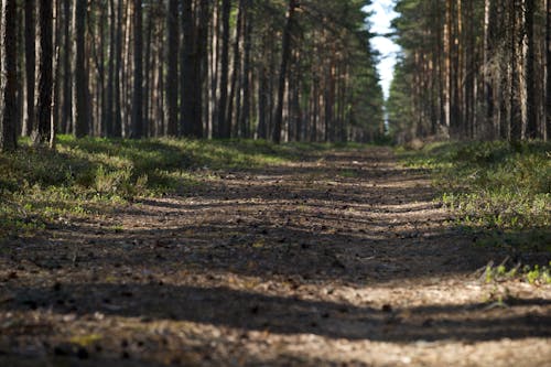 Ground of Dirt Road in Forest