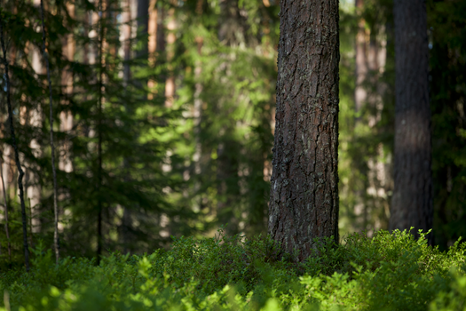 Tranquil forest scene featuring a sunlit tree trunk surrounded by lush greenery.