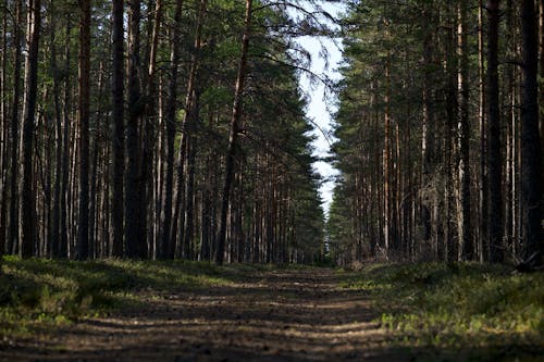 View of a Pathway between Trees in a Forest 