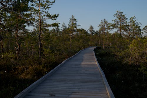 Wooden Path Among Trees 