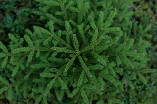 フローラ, 常緑樹, 木の無料の写真素材