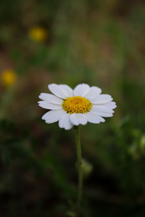 Close-up of a Chamomile on a Meadow