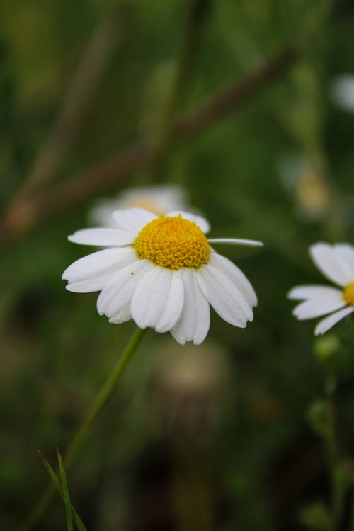 Close-up of a Chamomile Flower on a Meadow 