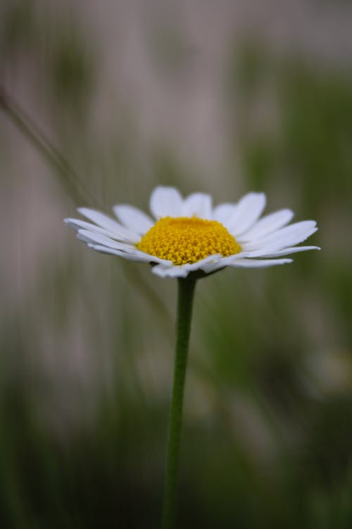 Fotos de stock gratuitas de blanco, camomila, campo