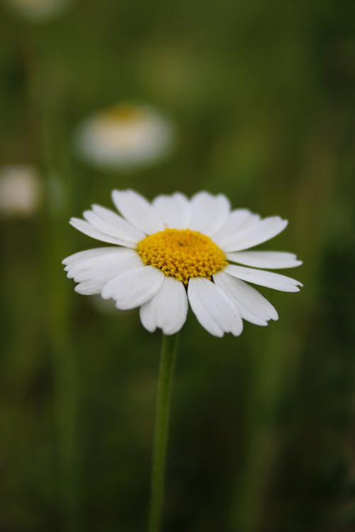 Close-up of a Chamomile on a Meadow 