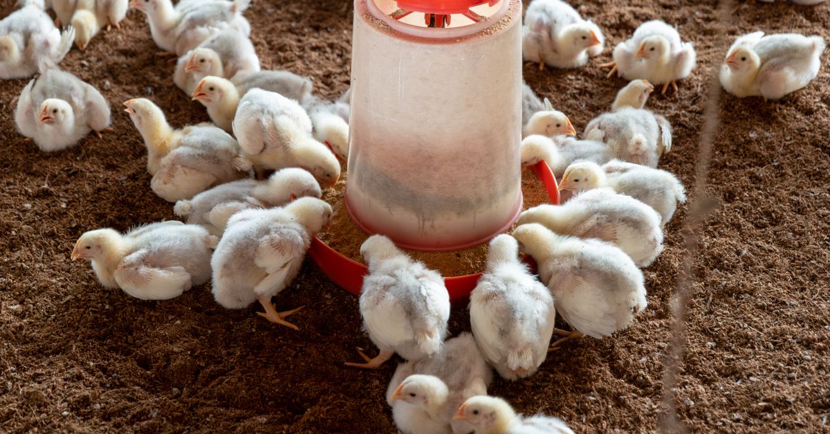 Free stock photo of agriculture, agriculture industry, animal pictures ...