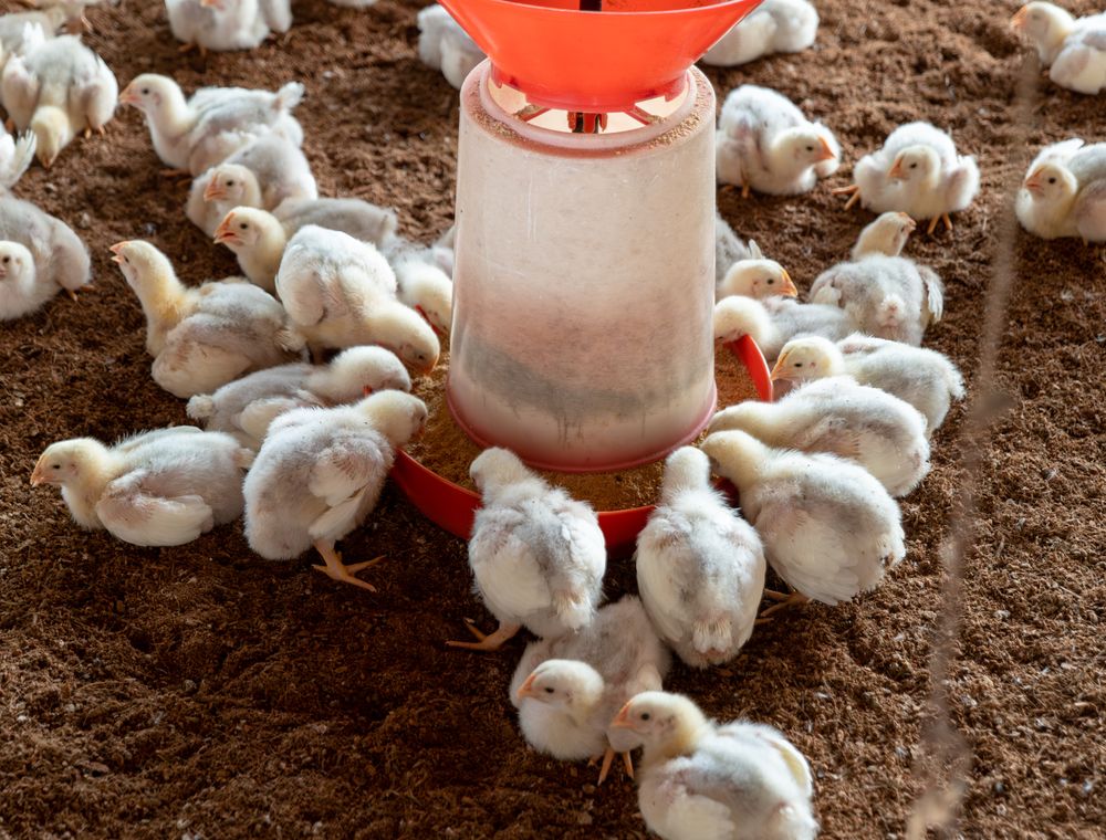 White broiler chickens gathered around a feeder in a farm house