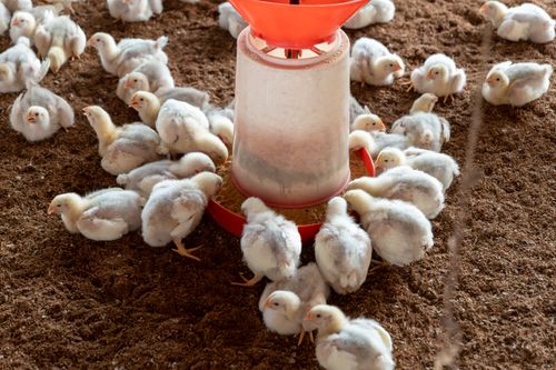 Auto Feeding System