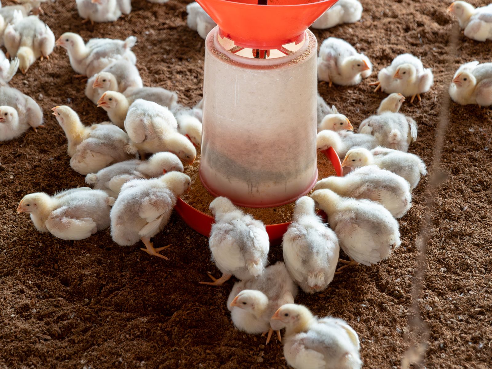 Grupo de pollos broiler blancos con patas amarillas en una granja avícola