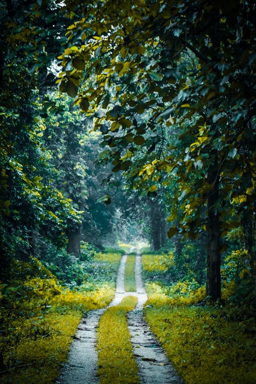 Foto d'estoc gratuïta de arbres, camí de carro, camí rural