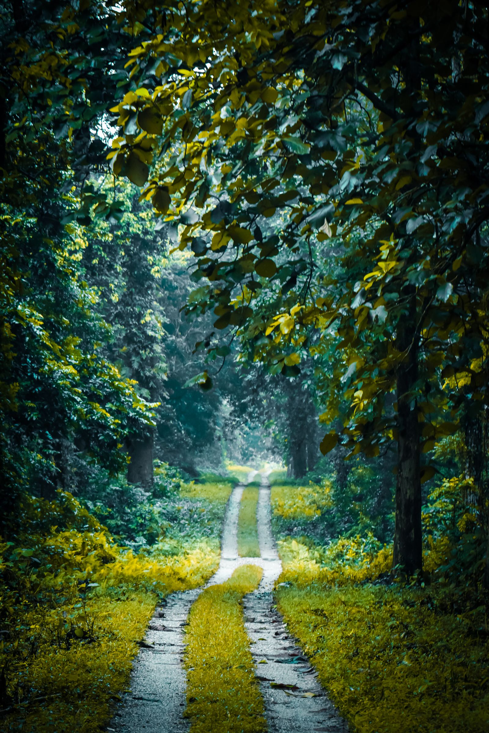 A narrow forest track running between tall trees in the Dooars of north Bengal, green grass down the middle of the lane