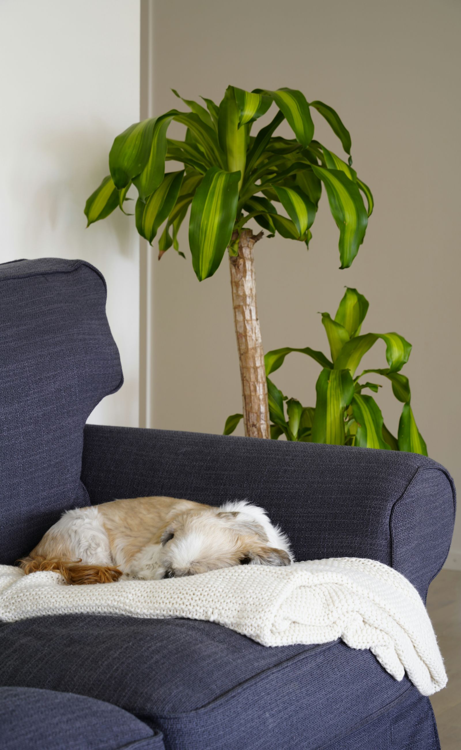 Dog sleeping comfortably indoors