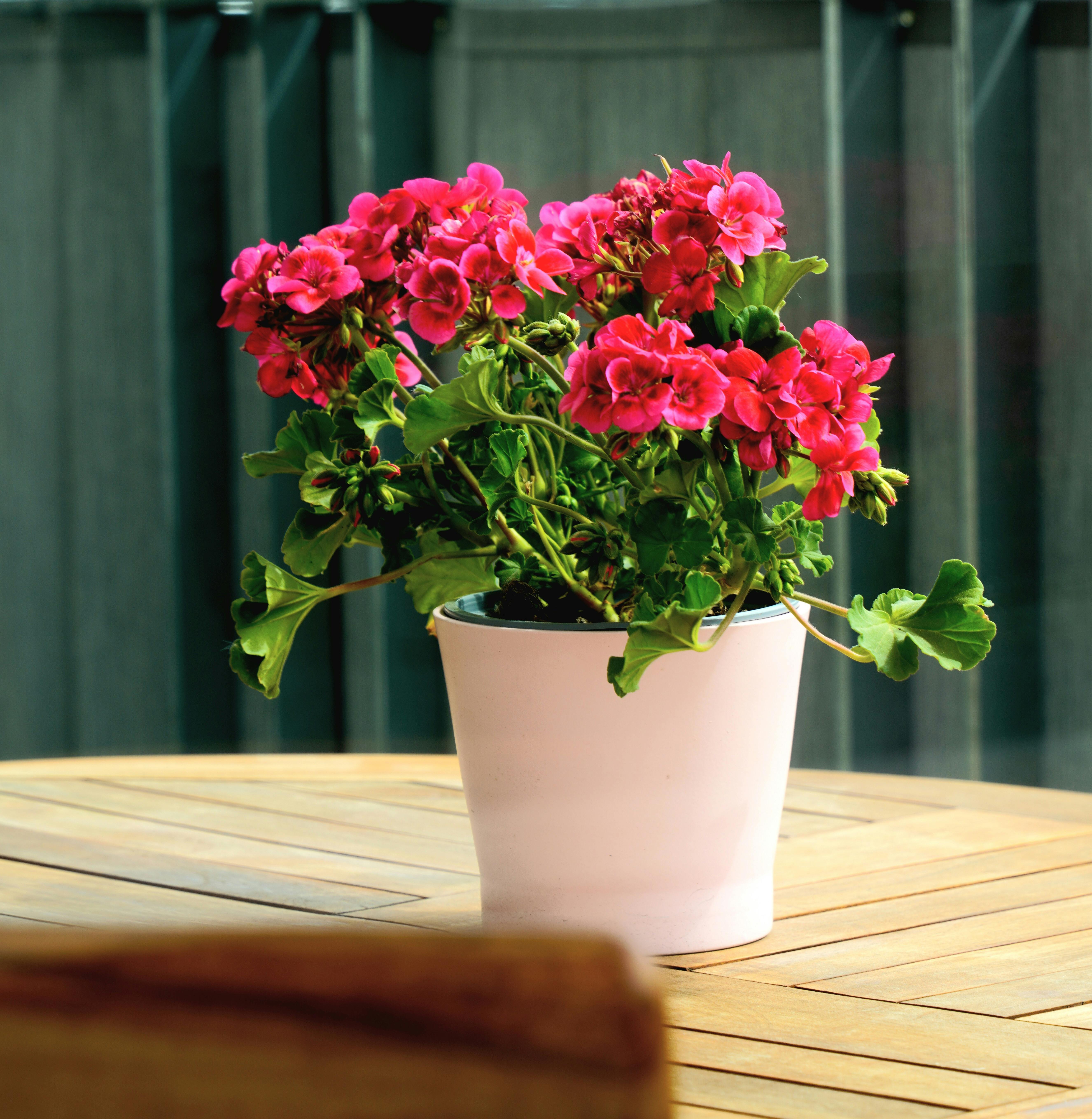 Flowers in Flowerpot on Table · Free Stock Photo