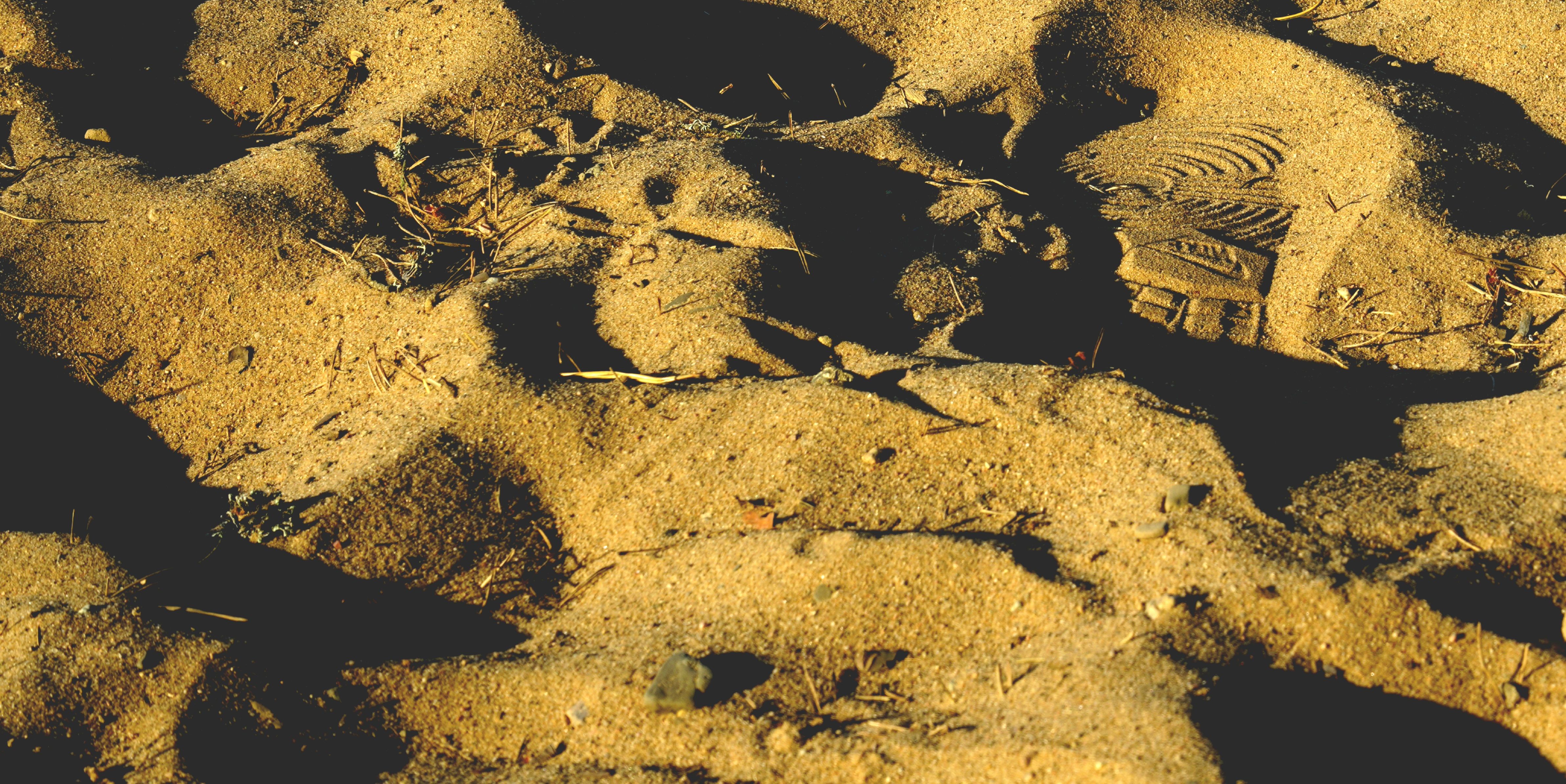 Teacher Finds First Known Adult T-Rex Footprint Trail in North Dakota