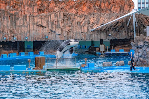 Spectacular orca performing a jump at Nagoya Aquarium with an instructor leading the show.