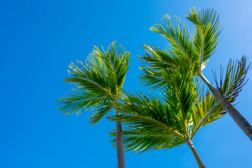 Darmowe zdjęcie z galerii z czyste niebo, natura, palmy