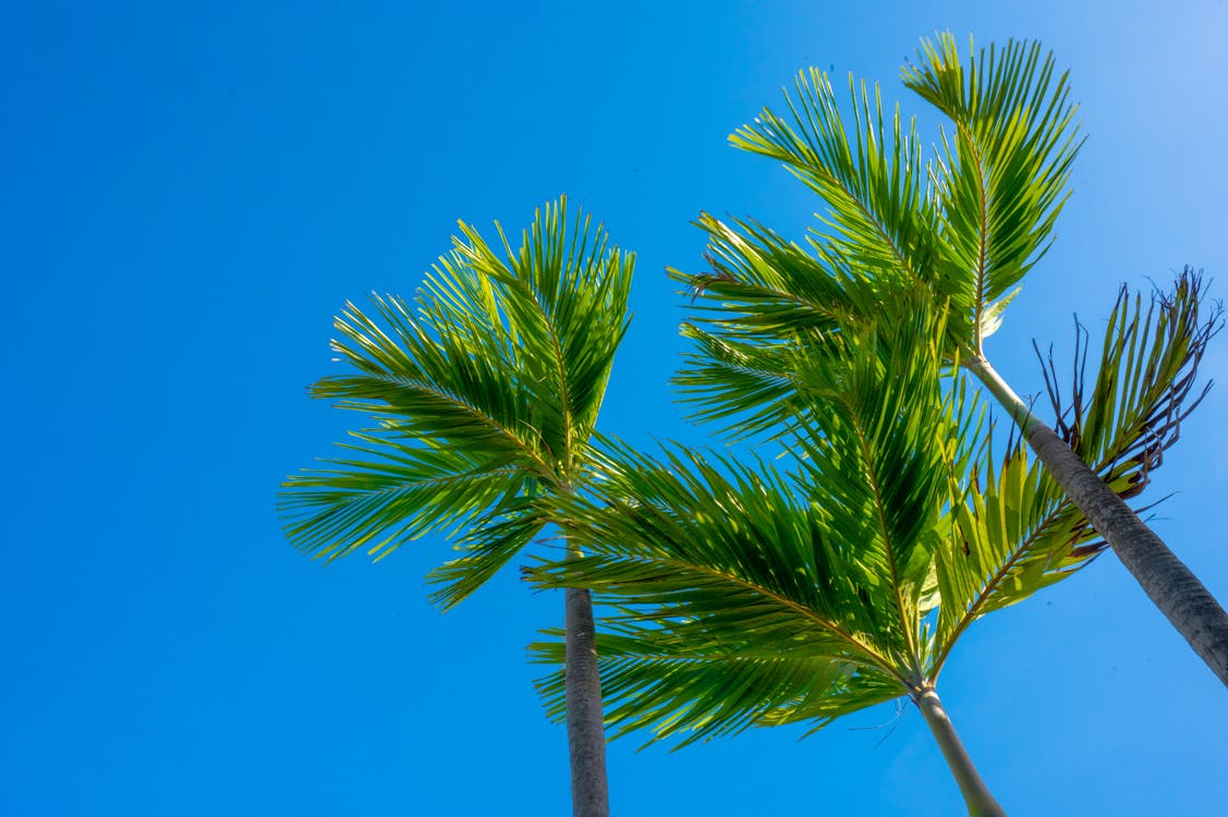 Palm Trees under Clear Sky