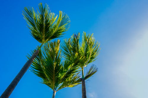 Бесплатное стоковое фото с отдых, пальмовые деревья, природа