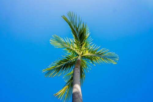 Palm Tree under Clear Sky