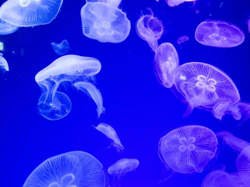 Free A stunning view of jellyfish gracefully swimming in blue ocean light. Stock Photo