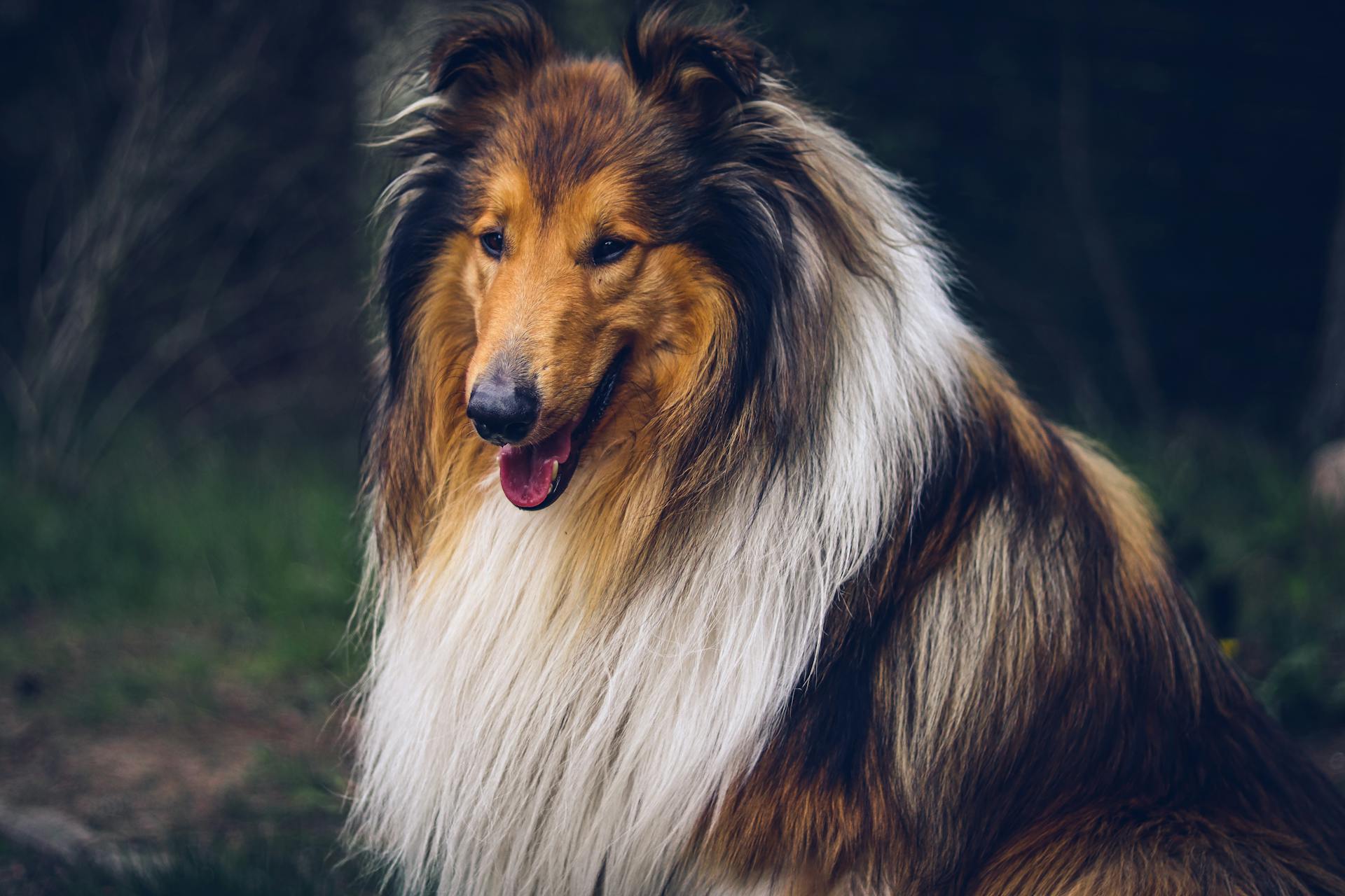 Rough Collie portrait - Shetland Sheepdog