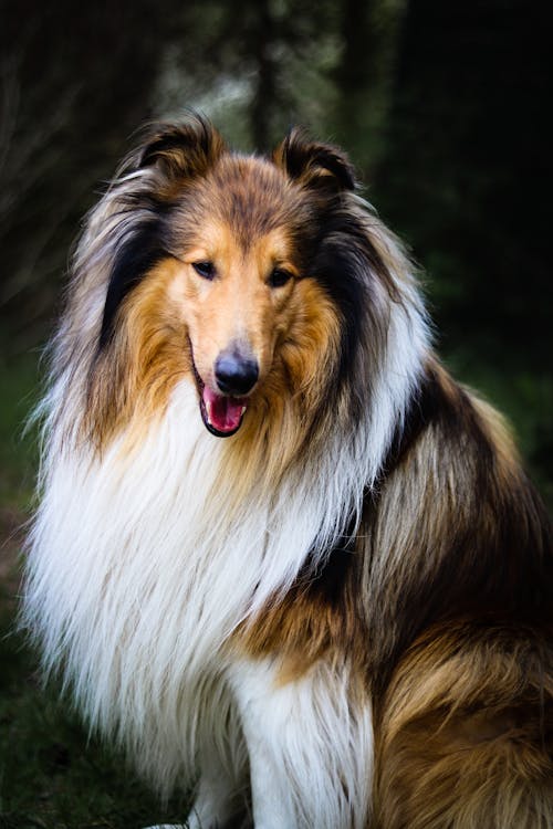 40+ Free Lassie & Collie Images - Pixabay