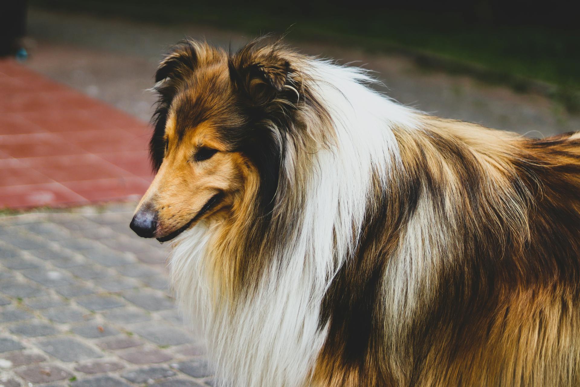 Portrait du chien de berger des Shetland